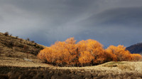 Bendemeer Willows