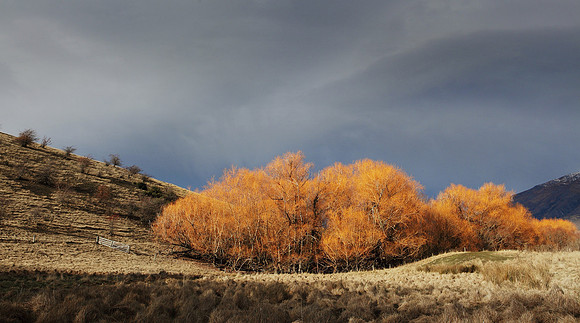 Bendemeer Willows