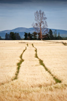 Southland Wheatfield
