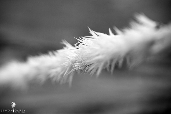 090623_Hoarfrost_017