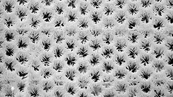 090623_Hoarfrost_019