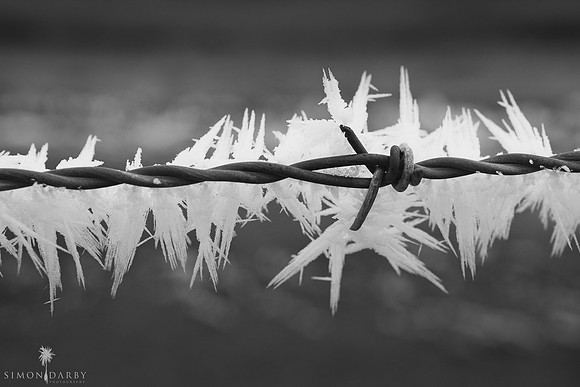 090623_Hoarfrost_029