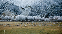 090623_Hoarfrost_014